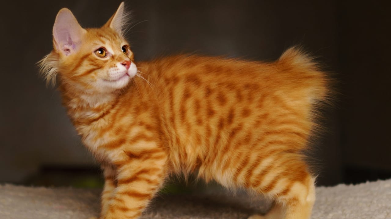 11 Adorable Cat Breeds with Bobbed & Stubby Tails - Kurilian Bobtail ss1073452070