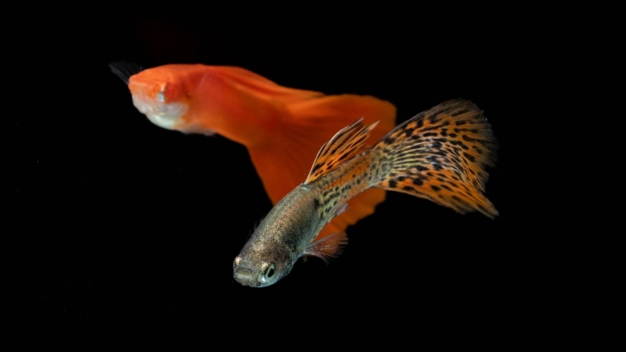 15 Beautiful Guppy Varieties to Brighten Your Aquarium 13 15 Beautiful Guppy Varieties to Brighten Your Aquarium - Lace Guppies ss2381485951