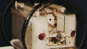 14 Wild Animals That Became Global Sensations 1 14 Wild Animals That Became Global Sensations - Laika Dog wc