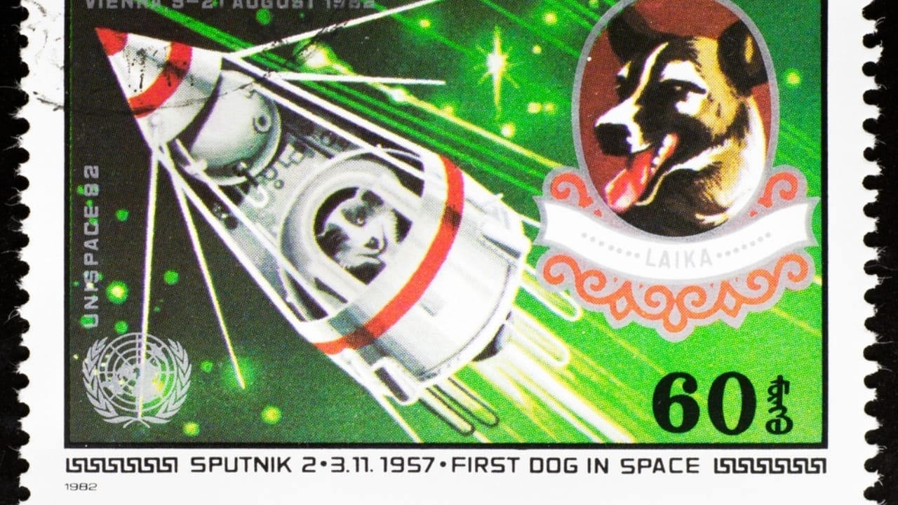 14 Wild Animals That Became Global Sensations 8 14 Wild Animals That Became Global Sensations - Laika first dog in space stamp ss2332617549