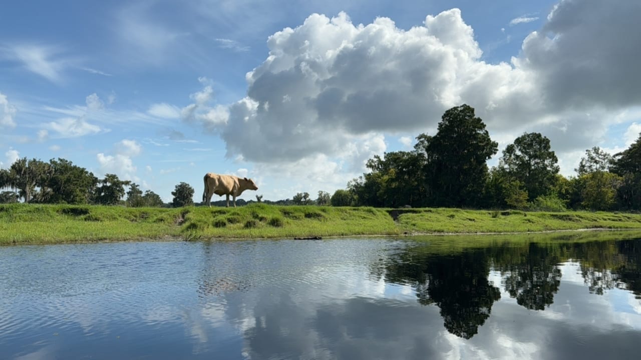 The 10 Most Alligator-Infested Lakes in the U.S. 5 The 10 Most Alligator-Infested Lakes in the U.S. - Lake Istokpoga Florida ss2513340699