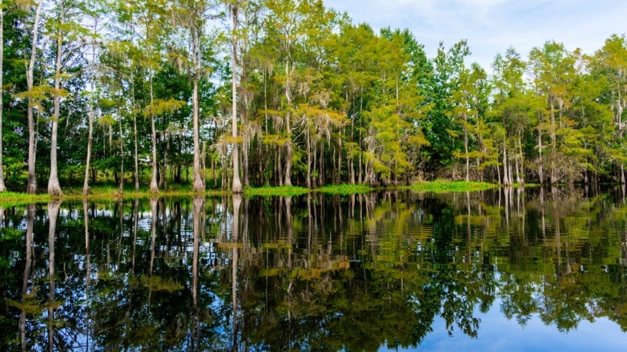 The 10 Most Alligator-Infested Lakes in the U.S. 8 The 10 Most Alligator-Infested Lakes in the U.S. - Lake Kissimmee Florida ss2387961081