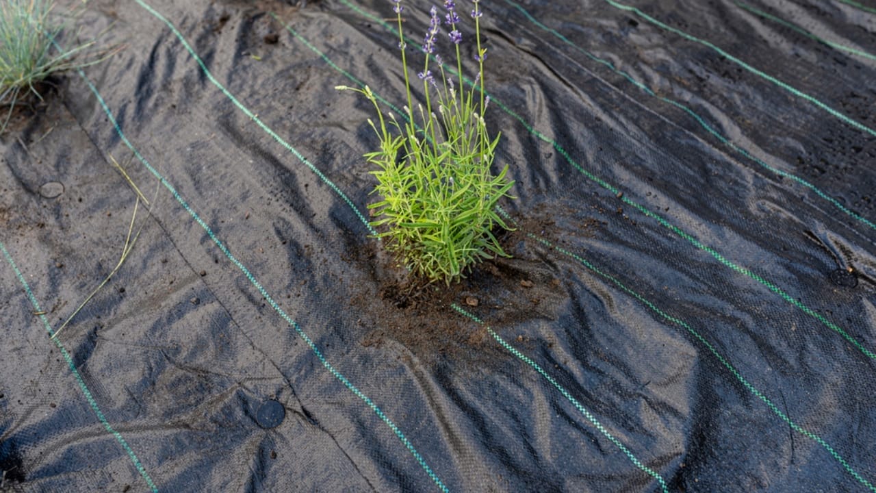 Keep Your Gravel Weed-Free: 10 Simple Weed Removal Techniques 2 Keep Your Gravel Weed-Free: 10 Simple Weed Removal Techniques - Landscape fabric barrier dp595629352