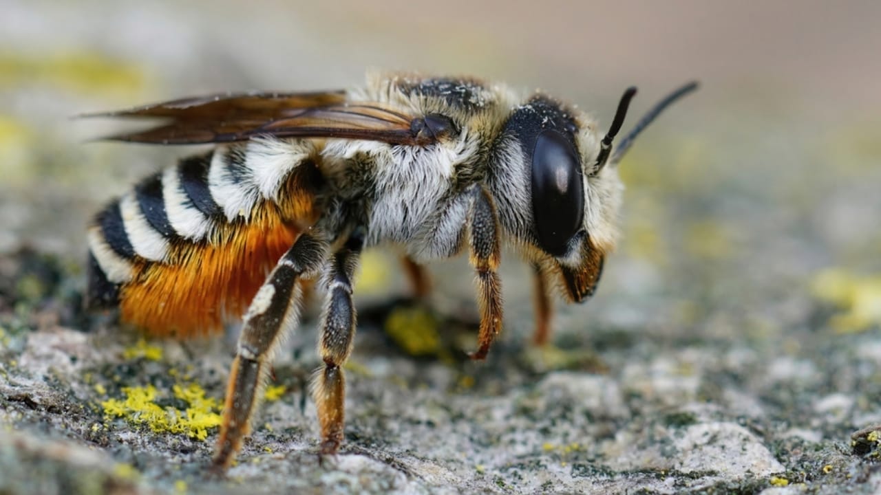 The 15 Weirdest Animals Living in the Rainforest 13 The 15 Weirdest Animals Living in the Rainforest - Leafcutter Bee ss2228300365