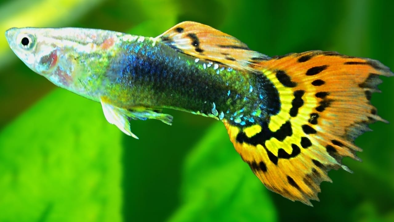15 Beautiful Guppy Varieties to Brighten Your Aquarium 15 15 Beautiful Guppy Varieties to Brighten Your Aquarium - Leopard Guppies ss2472888255