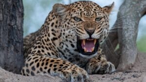 9 Most Dangerous Cats Ruling the Wilderness 1 9 Most Dangerous Cats Ruling the Wilderness - Leopard ss1898349232
