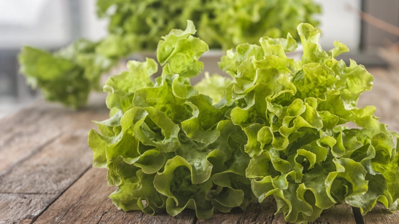 20 Best Vegetables for High-Yield Container Gardening 5 20 Best Vegetables for High-Yield Container Gardening - Lettuce dp150493086