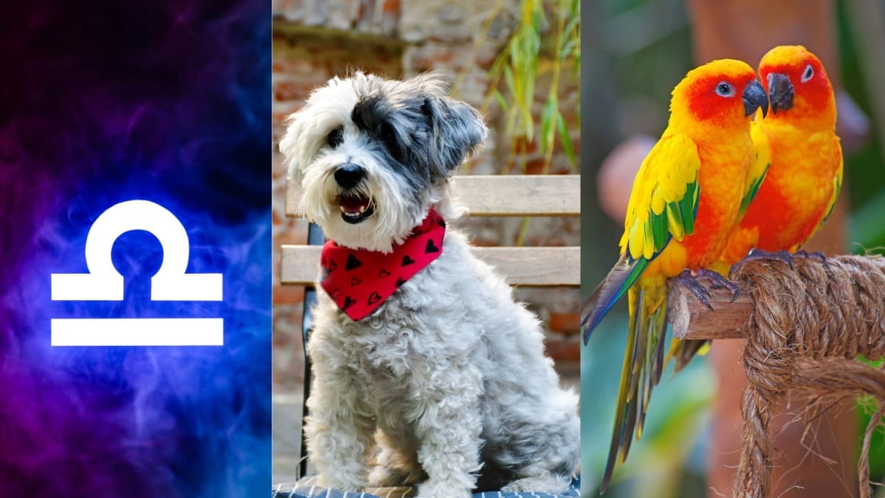 The Best Pets for Each Zodiac Sign: Your Perfect Companion 8 The Best Pets for Each Zodiac Sign: Your Perfect Companion - Libra Symbol dp322899430 Havanese dp239714962 Lovebird dp9605625