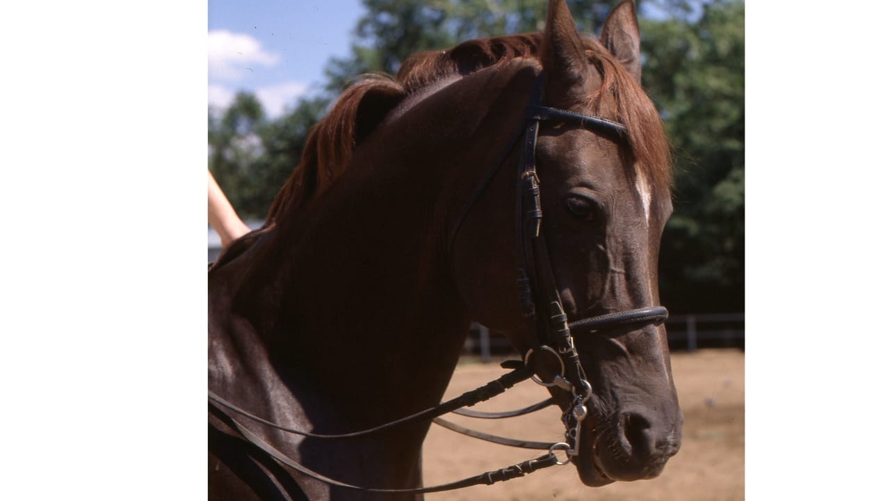 A Closer Look at Horse Colors: From Uncommon Shades to Everyday Favorites 27 A Closer Look at Horse Colors: From Uncommon Shades to Everyday Favorites - Liver chestnut horse wc