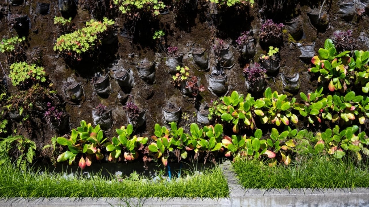 12 Clever Ideas for Turning Short Fences into Privacy Barriers 9 12 Clever Ideas for Turning Short Fences into Privacy Barriers - Living Wall outdoor ss2494476373