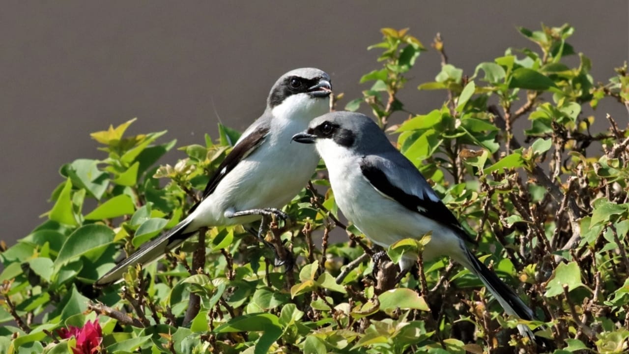 12 Predators Contributing to the Hummingbird Population Decline 9 12 Predators Contributing to the Hummingbird Population Decline - Loggerhead Shrikes ss2270049791