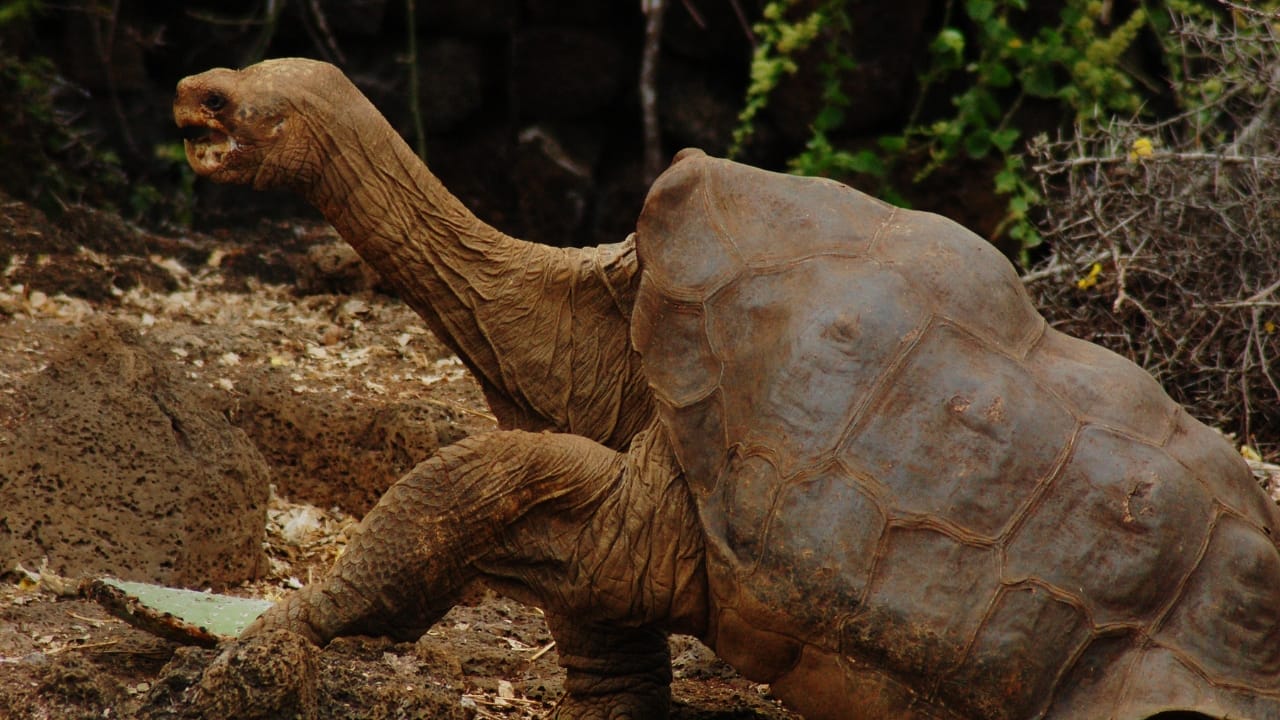 14 Wild Animals That Became Global Sensations 6 14 Wild Animals That Became Global Sensations - Lonesome George wc