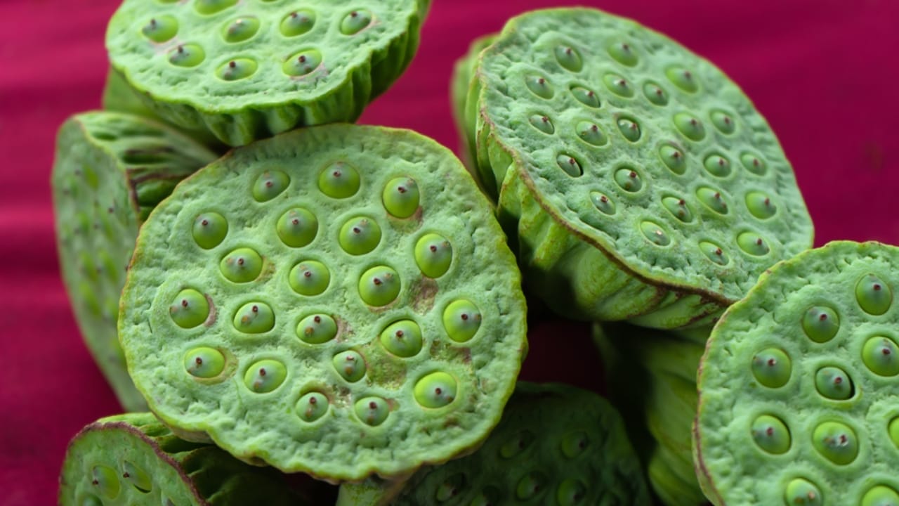 How to Cultivate the Elegant Lotus Flower & Find the Best Seeds 5 How to Cultivate the Elegant Lotus Flower & Find the Best Seeds - Lotus Flower Seeds ss1167803008