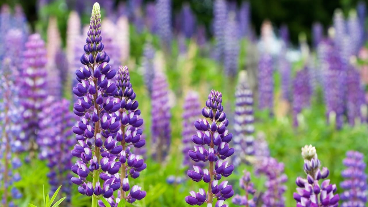 Don’t Risk It: 16 Perennials You Should Never Divide 14 Don’t Risk It: 16 Perennials You Should Never Divide - Lupines dp21457559
