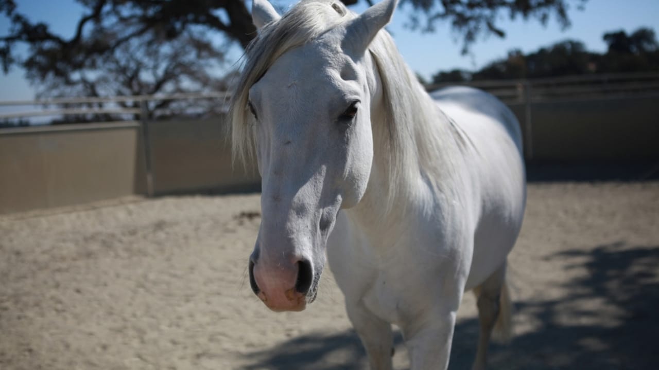 The Top 10 Most Dangerous Horse Breeds You Should Watch Out For 10 The Top 10 Most Dangerous Horse Breeds You Should Watch Out For - Lusitanos ss2482105531