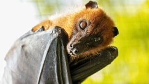 10 Species with the Power to Wipe Out Humanity 1 10 Species with the Power to Wipe Out Humanity - Lyles Flying Fox ss2495169417