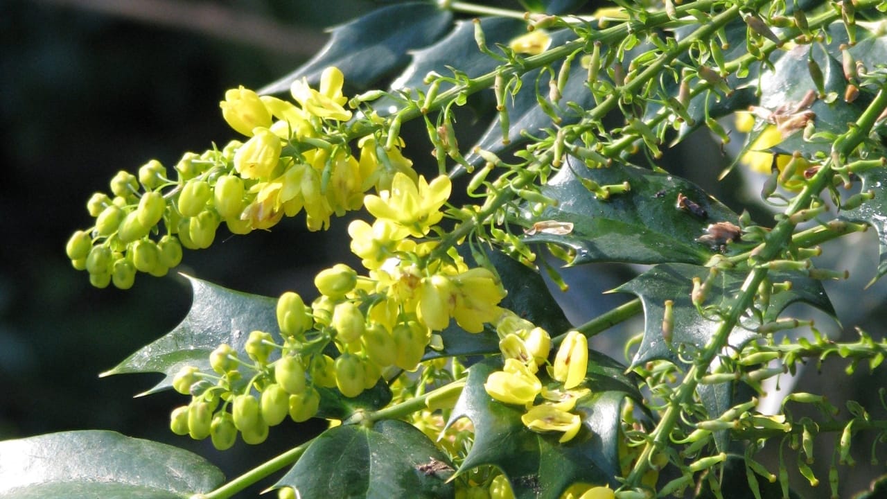 12 Shade-Loving Shrubs That Burst into Bloom During Fall & Winter 4 12 Shade-Loving Shrubs That Burst into Bloom During Fall & Winter - Mahonia media Charity wc 1