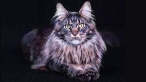 15 Cats Known for Their Strength, Agility, & Sheer Tenacity 1 15 Cats Known for Their Strength, Agility, & Sheer Tenacity - Maine Coon cat ss2407119879