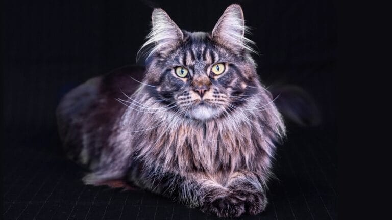 15 Cats Known for Their Strength, Agility, & Sheer Tenacity 5 15 Cats Known for Their Strength, Agility, & Sheer Tenacity - Maine Coon cat ss2407119879