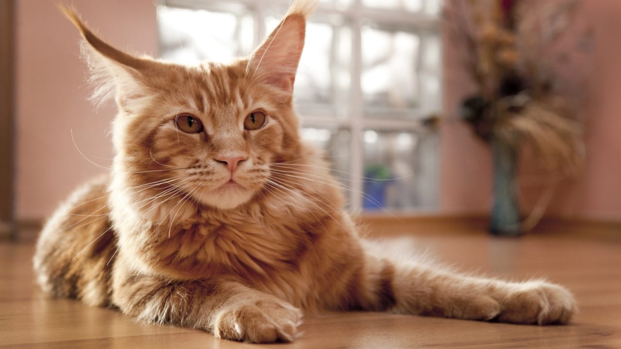 16 of The Most Eye-Catching Brown Cat Breeds 16 16 of The Most Eye-Catching Brown Cat Breeds - Maine Coon dp11203152