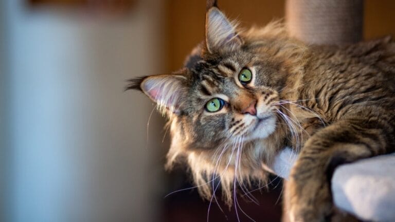 8 Traits That Show Why Maine Coons are Unlike Any Other Cat Breed 10 8 Traits That Show Why Maine Coons are Unlike Any Other Cat Breed - Maine Coon ss2430309669