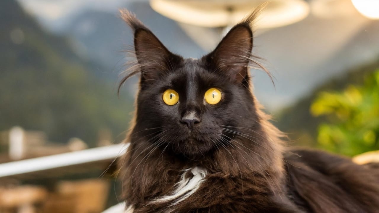8 Traits That Show Why Maine Coons are Unlike Any Other Cat Breed 8 8 Traits That Show Why Maine Coons are Unlike Any Other Cat Breed - Maine Coon ss2441859531