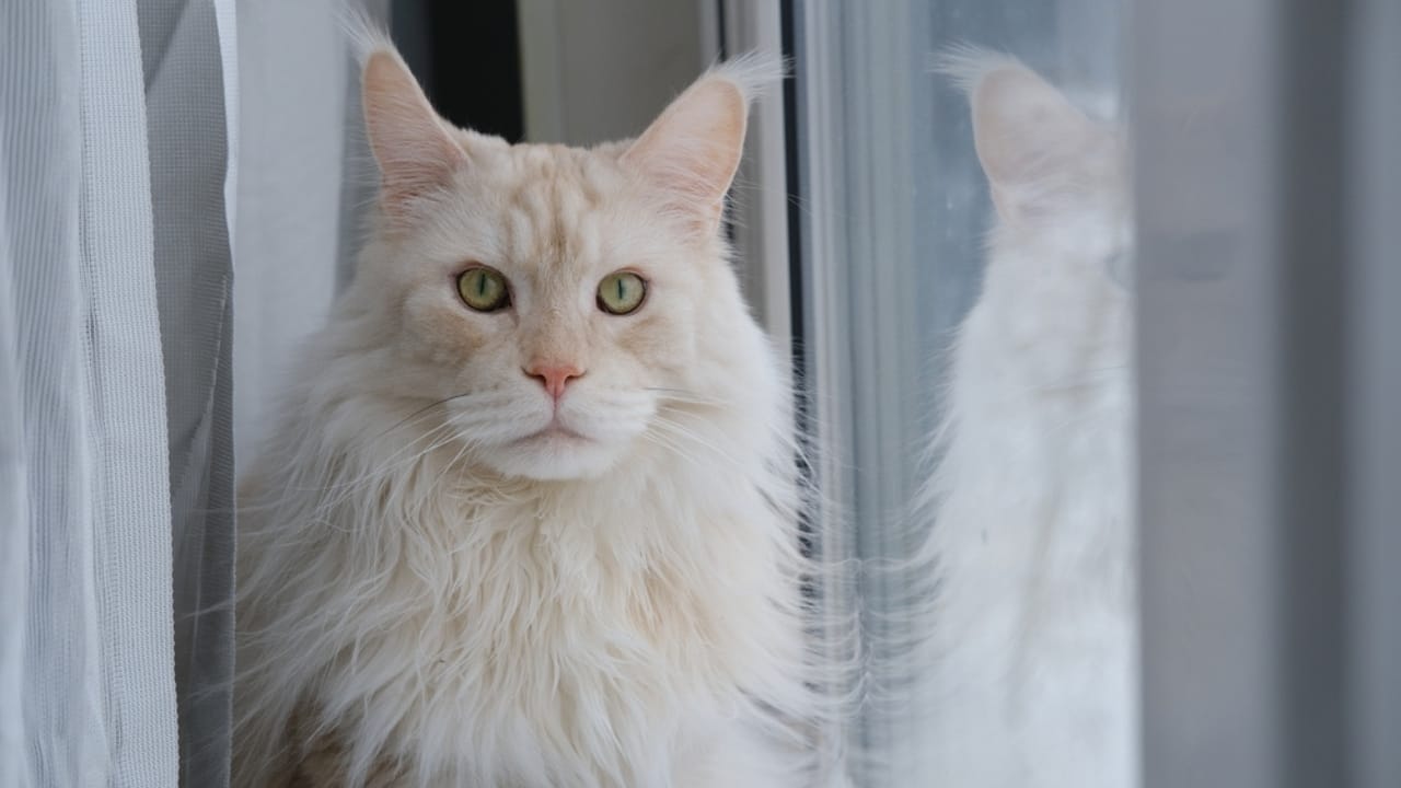 8 Traits That Show Why Maine Coons are Unlike Any Other Cat Breed 6 8 Traits That Show Why Maine Coons are Unlike Any Other Cat Breed - Maine Coon ss2481051385