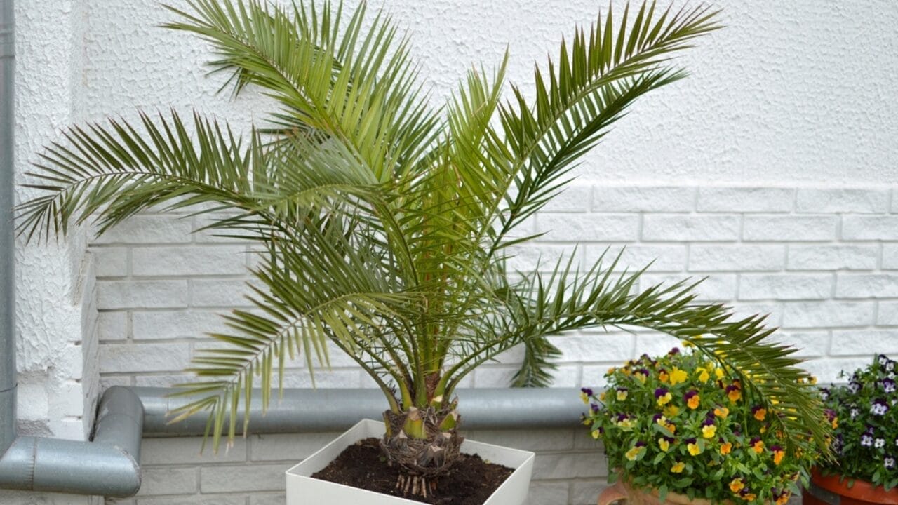 12 Perfect Patio Plants to Grow in Pots for a Lush Outdoor Oasis 6 12 Perfect Patio Plants to Grow in Pots for a Lush Outdoor Oasis - Majesty Palm ss2170632081