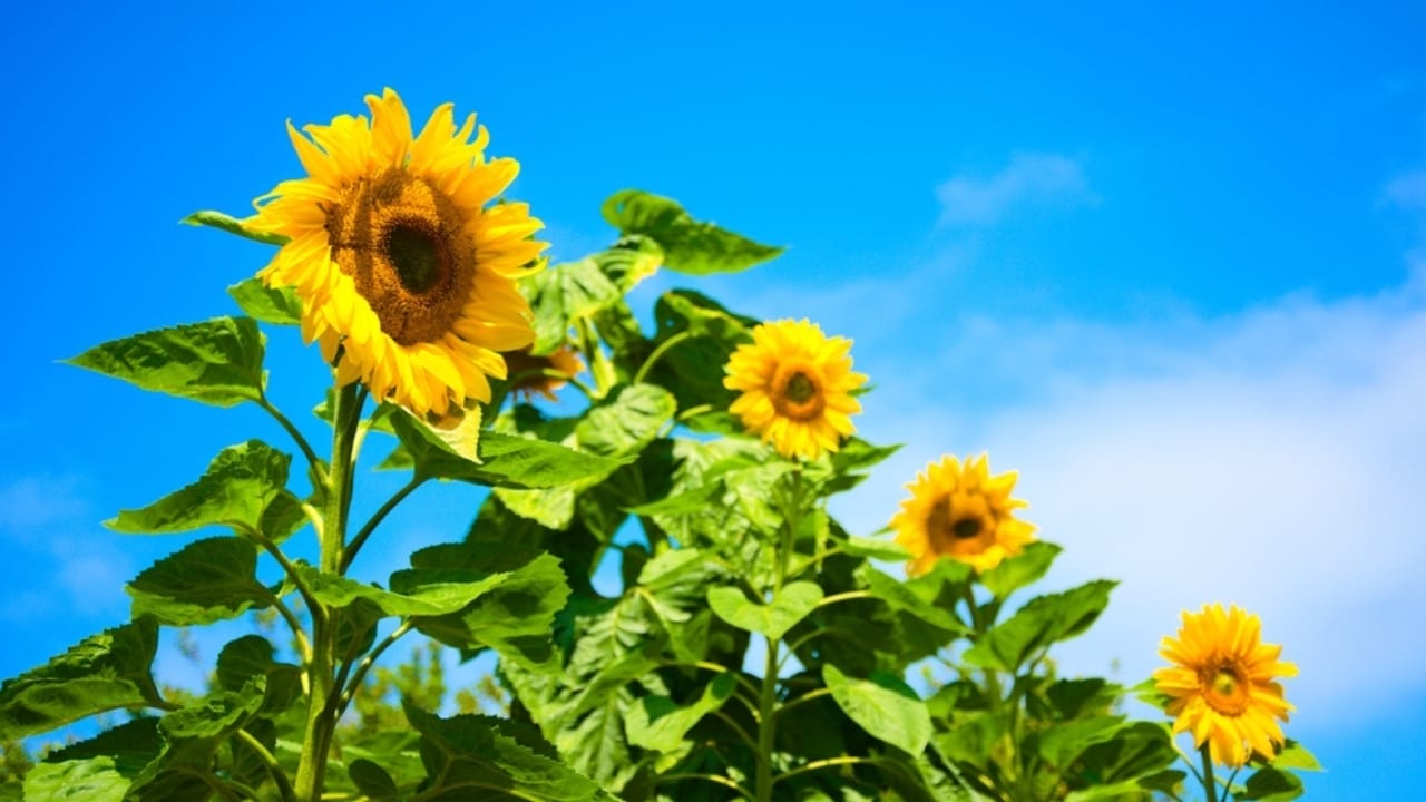 10 Sunflower Varieties Perfect for Attracting Birds to Your Garden 3 10 Sunflower Varieties Perfect for Attracting Birds to Your Garden - Mammoth Grey Stripe sunflower ss2329189177