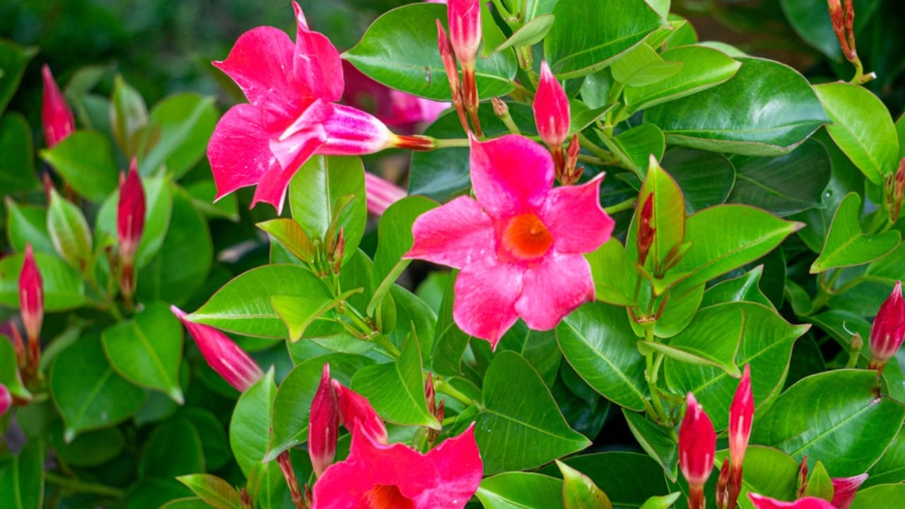 Growing Mandevilla Made Easy: Tips for Care & Maintenance 5 Growing Mandevilla Made Easy: Tips for Care & Maintenance - Mandevilla bell dp429617404