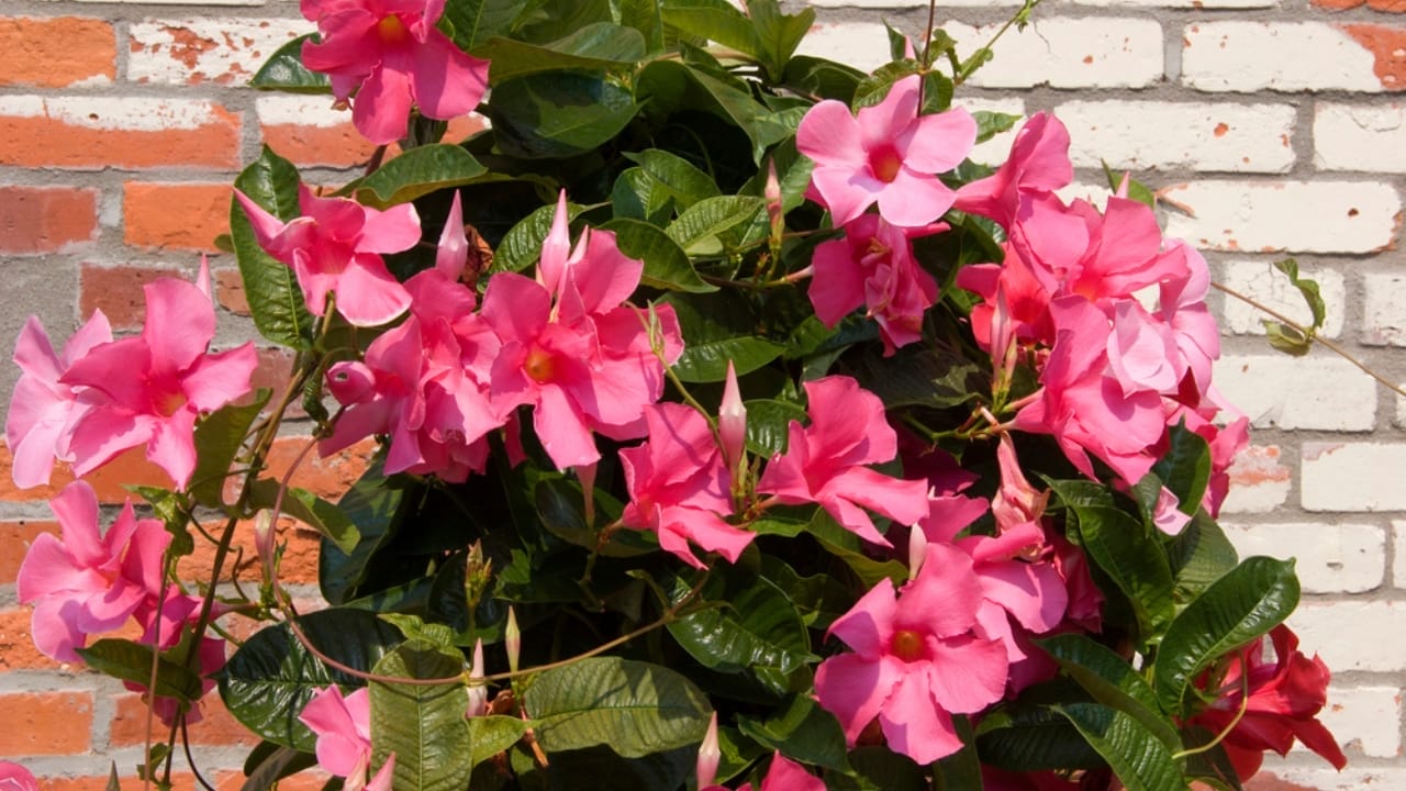 20 Best Vines for Containers That Are Easy to Grow 13 20 Best Vines for Containers That Are Easy to Grow - Mandevilla bloomdp81457384