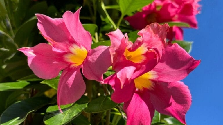 Growing Mandevilla Made Easy: Tips for Care & Maintenance - Mandevilla sanderi brazillian jasmine rocktrumpet pink ss2502926761