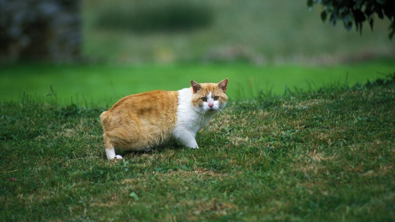 11 Adorable Cat Breeds with Bobbed & Stubby Tails -