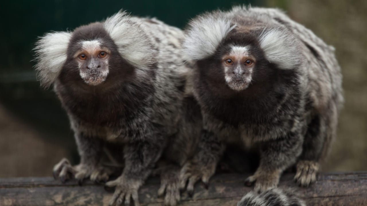 The 15 Best Exotic Pets You Can Have at Home 5 The 15 Best Exotic Pets You Can Have at Home - Marmoset Monkeys dp157404122