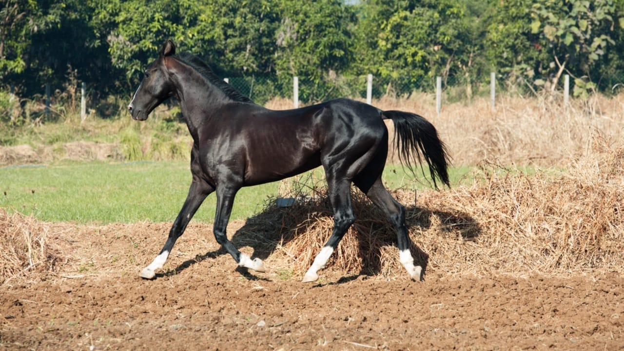 15 Top Racing Horse Breeds That Redefine Track Dominance 16 15 Top Racing Horse Breeds That Redefine Track Dominance - Marwari dp328964188