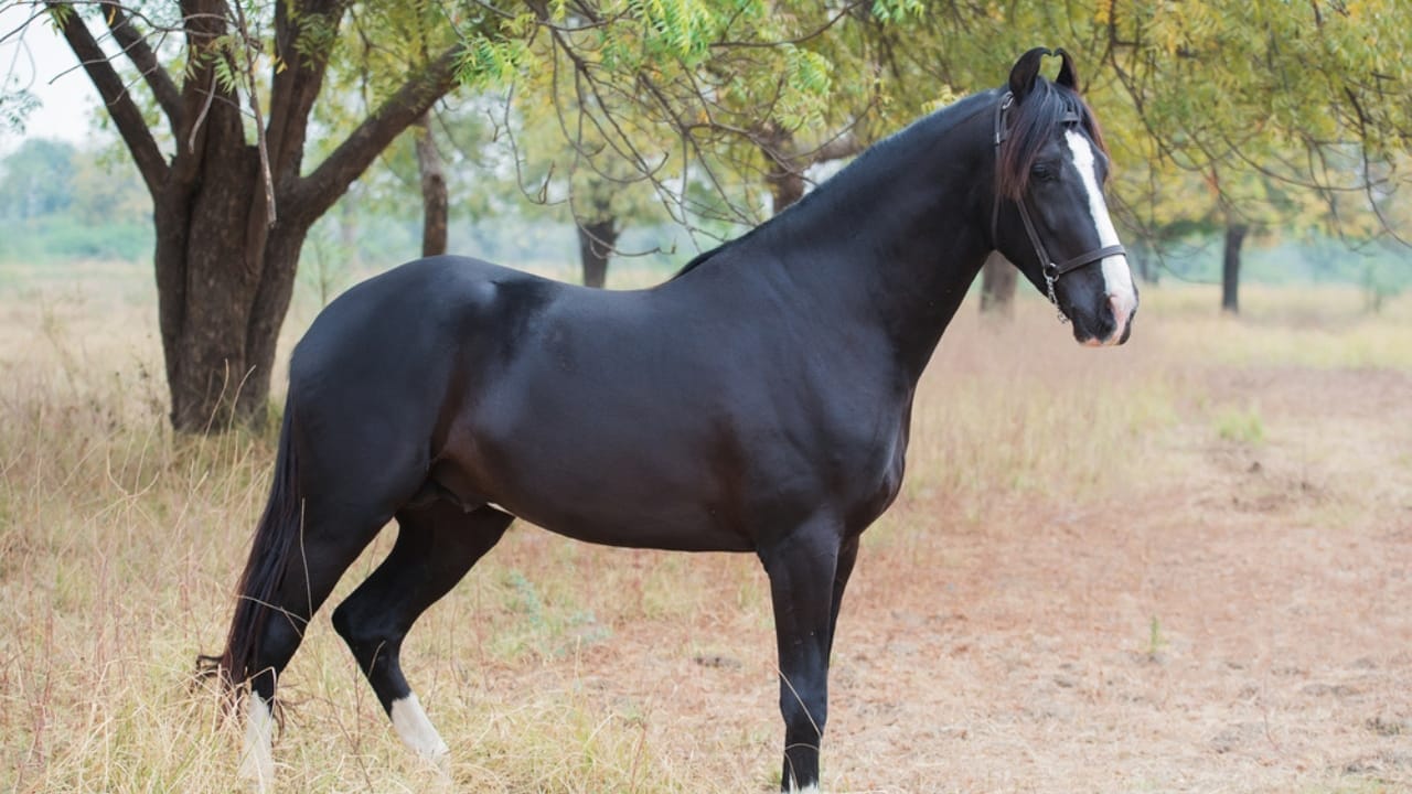 The Top 10 Most Dangerous Horse Breeds You Should Watch Out For 8 The Top 10 Most Dangerous Horse Breeds You Should Watch Out For - Marwaris dp352573210