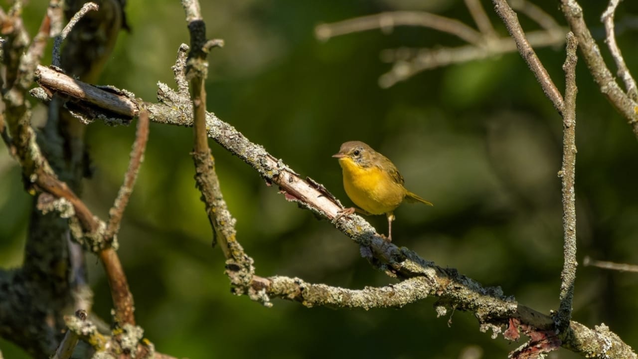 15 Yellow Birds That Add a Touch of Sunshine to Every Forest, Garden & Backyard 16 15 Yellow Birds That Add a Touch of Sunshine to Every Forest, Garden & Backyard - Masked Yellowthroat ss2371909783