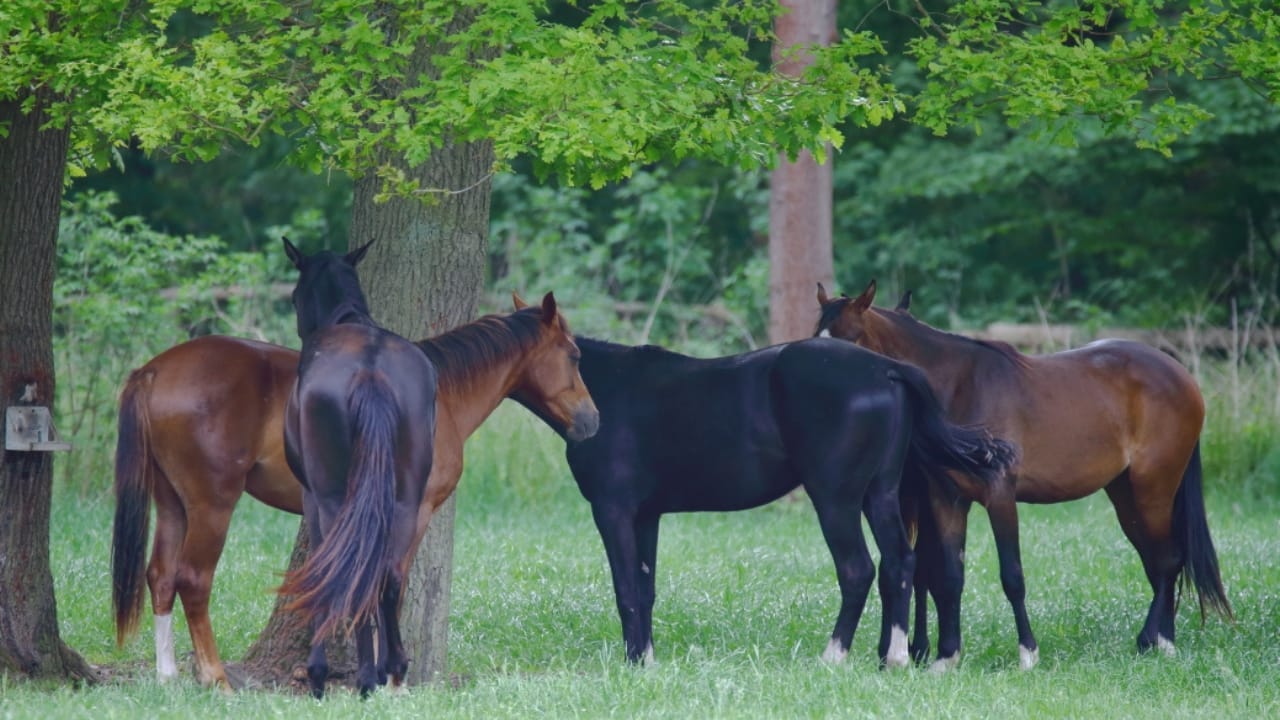 17 Breeds Dominating the Global Equestrian Scene That Makes Germany Proud 11 17 Breeds Dominating the Global Equestrian Scene That Makes Germany Proud - Mecklenburger horse wc