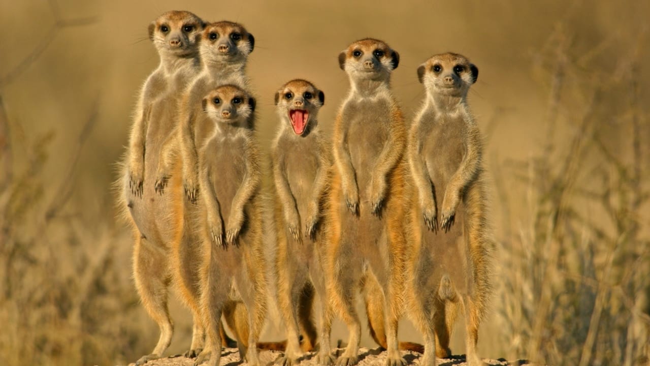 15 Animals That Find Their Happiness in Togetherness 5 15 Animals That Find Their Happiness in Togetherness - Meerkats family dp3635509