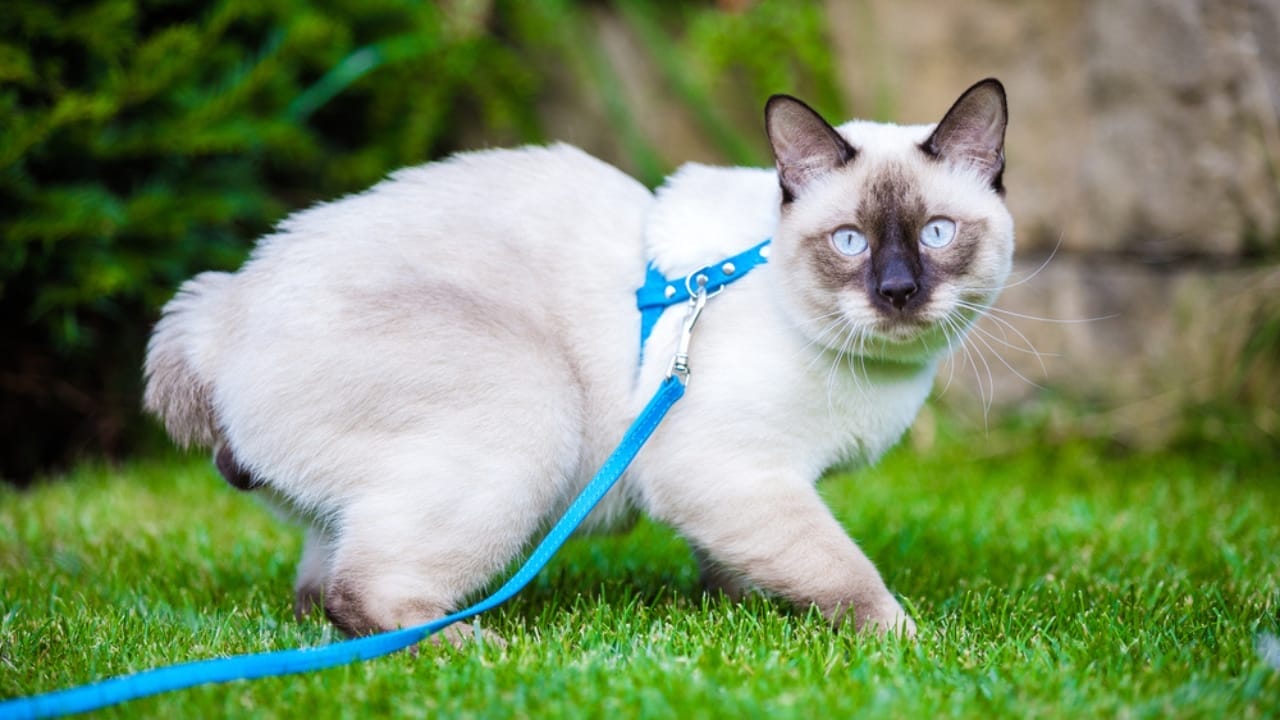 11 Adorable Cat Breeds with Bobbed & Stubby Tails - Mekong Bobtail ss1749977459