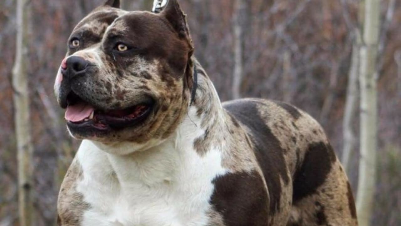 10 Eye-Catching American Bully Colors: From Classic to Rare Hues 6 10 Eye-Catching American Bully Colors: From Classic to Rare Hues - Merle American Bully wc