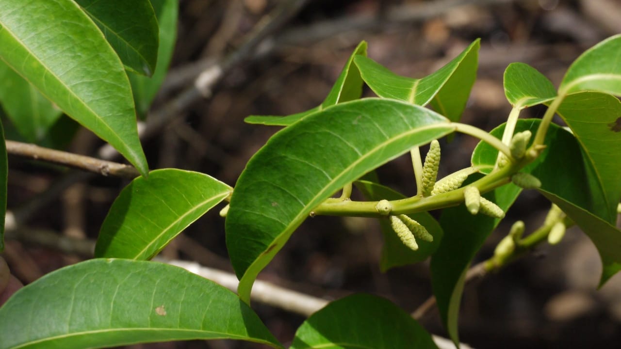 The World’s 14 Most Dangerous & Deadly Trees 6 The World’s 14 Most Dangerous & Deadly Trees - Milky Mangrove wc