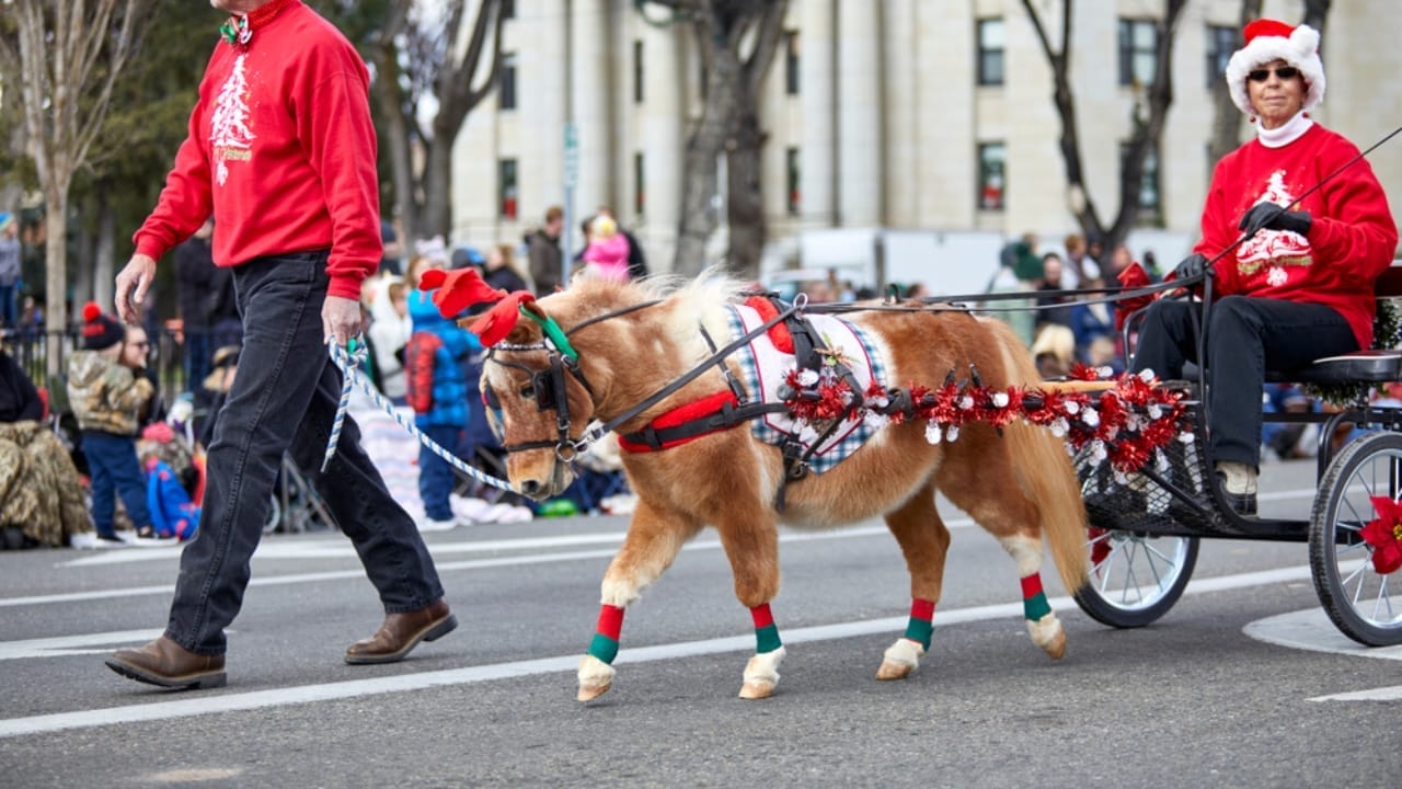 15 Ways Miniature Horses Prove They’re the Cutest with the Biggest Hearts 14 15 Ways Miniature Horses Prove They’re the Cutest with the Biggest Hearts - Minature horse pulling a decorated wagon ss1252242205