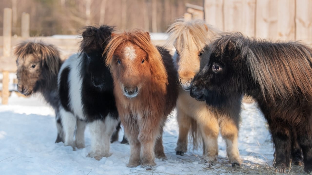 15 Ways Miniature Horses Prove They’re the Cutest with the Biggest Hearts 12 15 Ways Miniature Horses Prove They’re the Cutest with the Biggest Hearts - Miniature shetland breed ponies ss2250921417