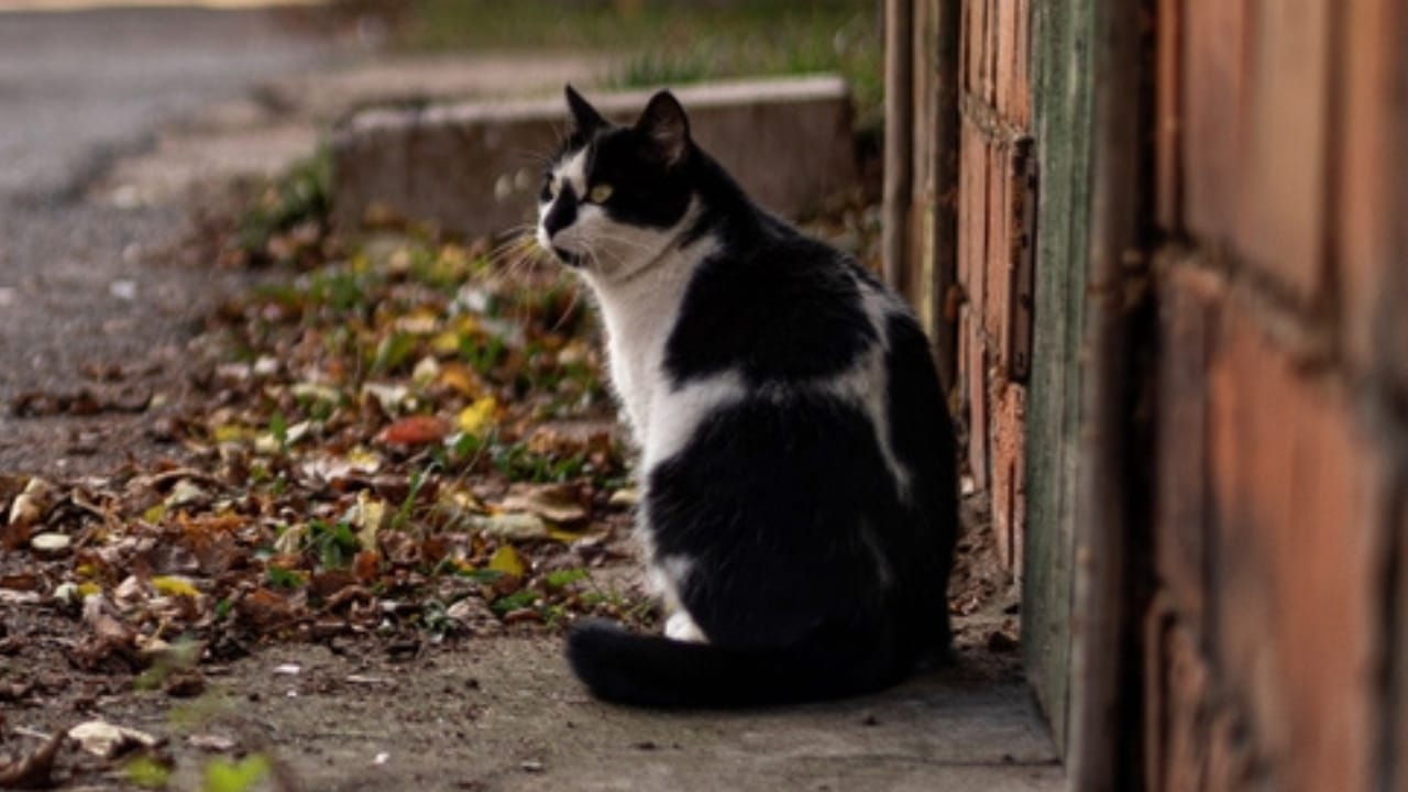 15 of the World's Rarest & Most Exotic Cat Breeds 3 15 of the World's Rarest & Most Exotic Cat Breeds - Minskin cat ss2408748473