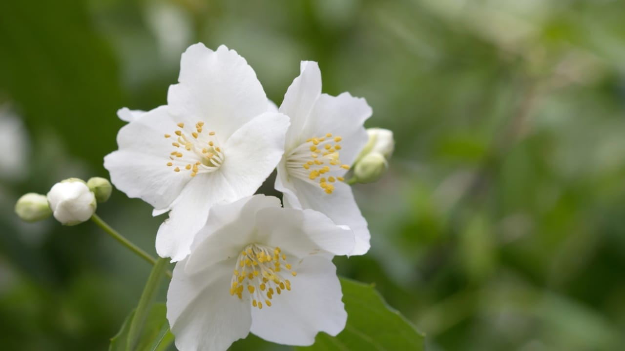 Skip the Fence: 18 Fast-Growing Shrubs for Instant Privacy 14 Skip the Fence: 18 Fast-Growing Shrubs for Instant Privacy - Mock Orange dp27747413