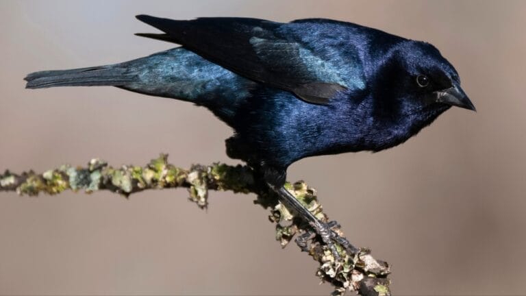 15 Black Bird Species That Prove Beauty Isn’t Limited to Color 3 15 Black Bird Species That Prove Beauty Isn’t Limited to Color - Molothrus bonariensis shiny cowbird ss2234378363