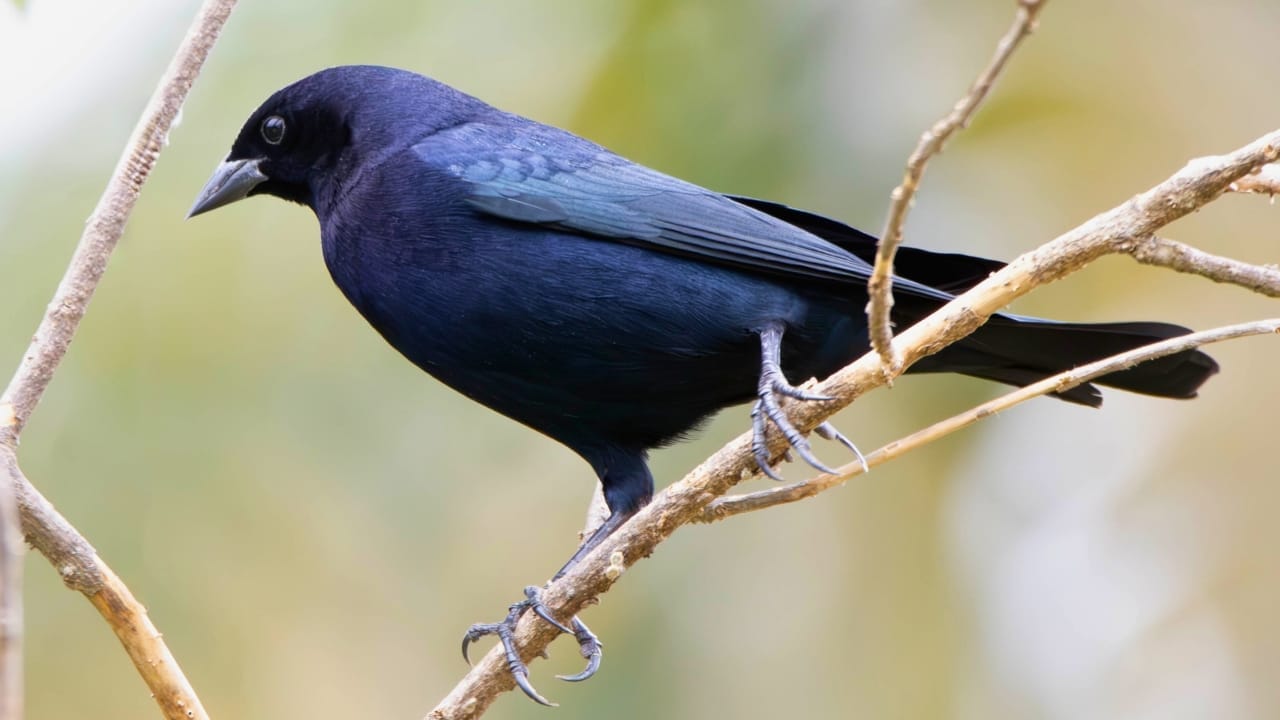 15 Black Bird Species That Prove Beauty Isn’t Limited to Color 13 15 Black Bird Species That Prove Beauty Isn’t Limited to Color - Molothrus bonariensis shiny cowbird ss2505874009