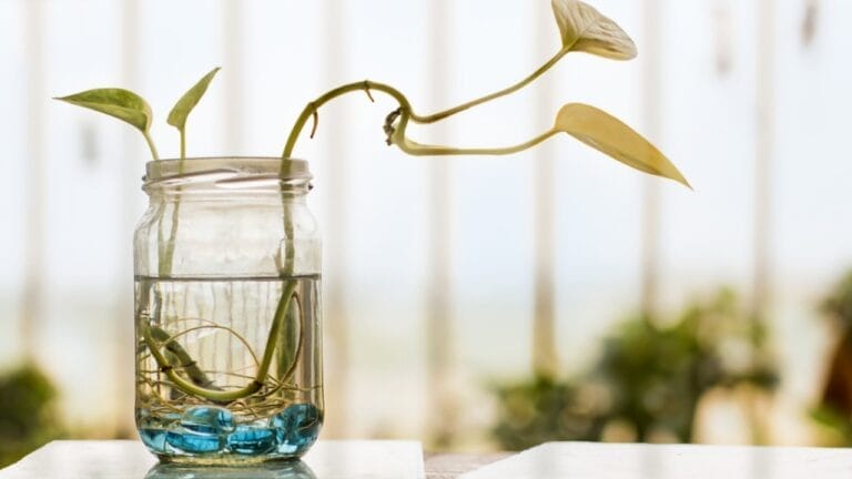 14 Low-Maintenance Houseplants Perfect for Glass Jar Gardening 1 14 Low-Maintenance Houseplants Perfect for Glass Jar Gardening - Money plant in a mason jar dp317303627