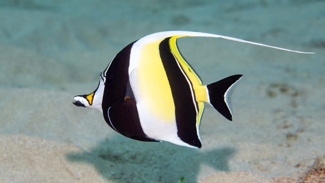 15 of the World's Prettiest Fish Species 7 15 of the World's Prettiest Fish Species - Moorish Idol ss2469852157
